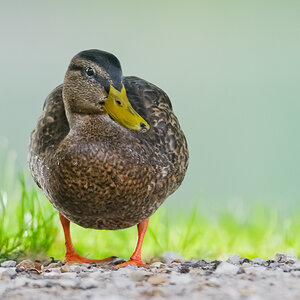 Ente
Zeigt her Eure Vögel #4934