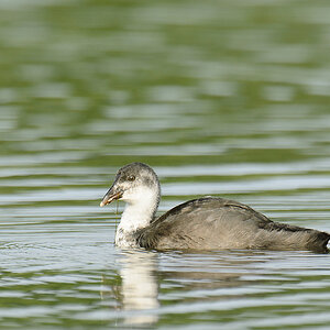 20110710 4894 [NIKON D7000] 850 mm,1 250 Sek. bei ƒ   7,1