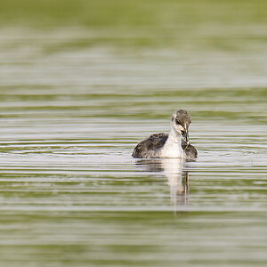 20110710 4830 [NIKON D7000] 850 mm,1 400 Sek. bei ƒ   7,1