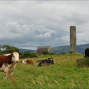 comp Irland3 187b