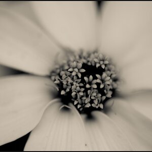 Flora311