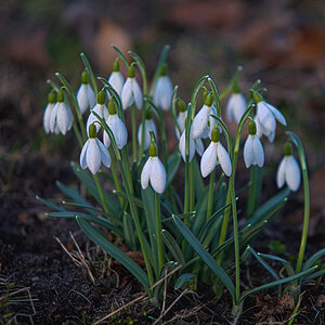 schneeglöckchen1