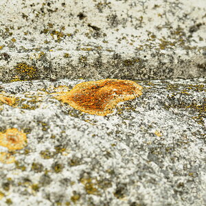 Flechten (D300; 90/2.8; MHX 0045cnxX)