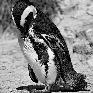 Brillenpinguin Zoo Berlin