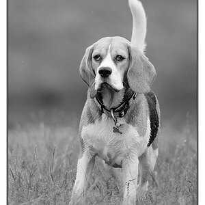 kleiner, süßer beagle sw