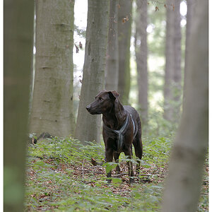 da hinten im Wald 2
