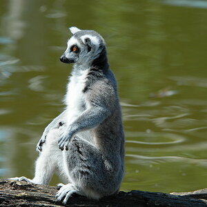 Tiergarten Schönbrunn 10