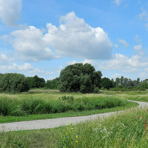 Elbaue zwischen Elbe und Salbker See
Nikon Coolpix P500