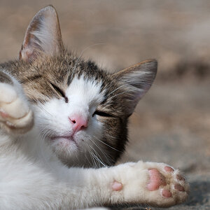 Hofkatze