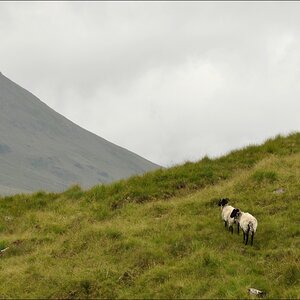 comp Irland1 274b