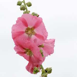Blume in weißer Luft