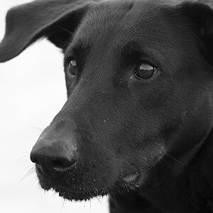 SW Portrait von Lupa