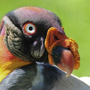 Königsgeier 02. August 2011(Tierpark Berlin)