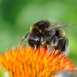 Erdhummel