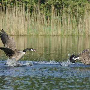 Gänsejagd 2
