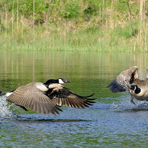 Gänsejagd 3