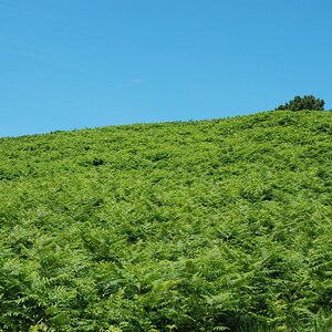Farnfarm in der Normandie