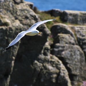 Möwe an Lands End