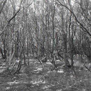 NF B 2011 06 09 14 10 13 sw