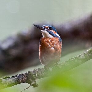 Eisvogel