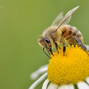 Bienchen #1