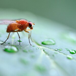 little red fly