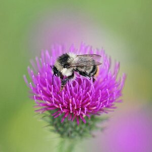 hummel (1 von 1)
