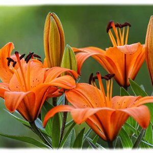 Feuerlilien