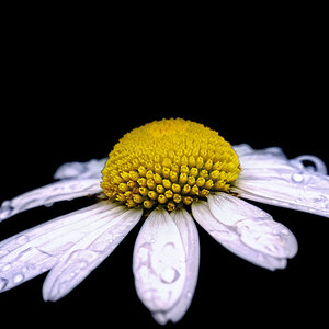 Margaritte im Tau