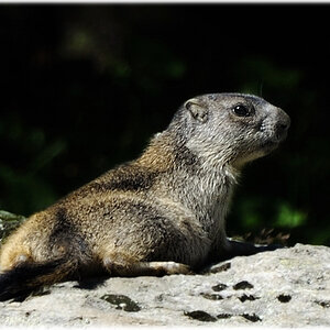 Murmel in freier Wildbahn