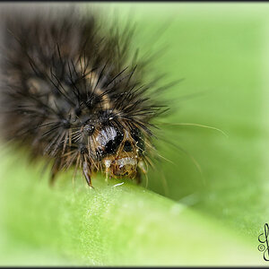 kleines Monster?
