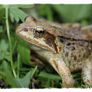 Springfrosch (Rana dalmatina)