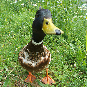 Stockente