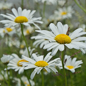 Margeriten