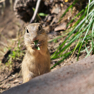 Europäisches Ziesel (Spermophilus citellus)