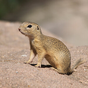 Europäisches Ziesel (Spermophilus citellus)