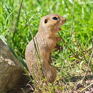 Europäisches Ziesel (Spermophilus citellus)