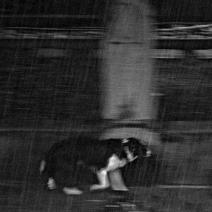 Hundewetter
