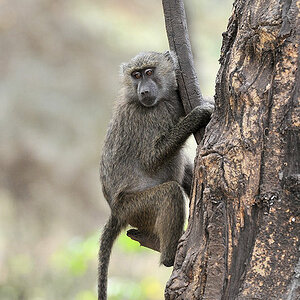 Pavian im Lake Manyara Nationalpark
9788