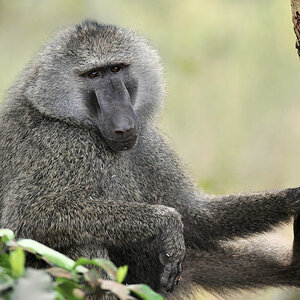 Pavian im Lake Manyara Nationalpark
9803
