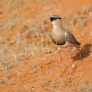 Kenia 2011 SPE 1919 900 NFF