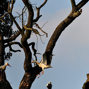 storch