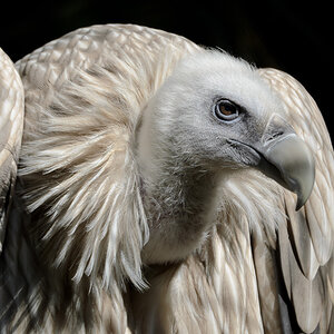 Gänsegeier