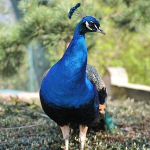 Bergzoo Halle(Saale) Pfau-Ego