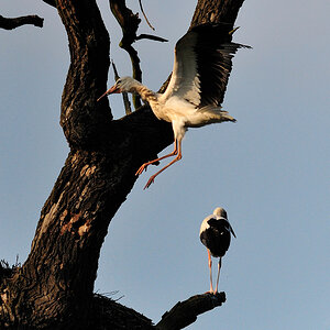storch II