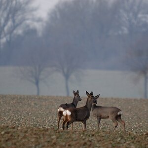 Jagd DSC 8847