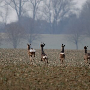 Jagd DSC 8849