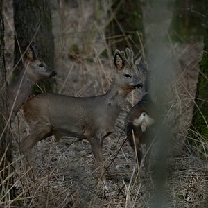 Jagd DSC 8851