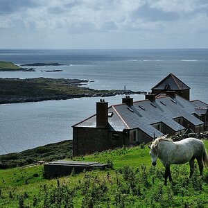X 0155 Irland 2011 horse and farm