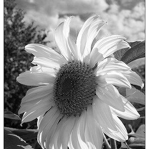 sonnenblume sw 2